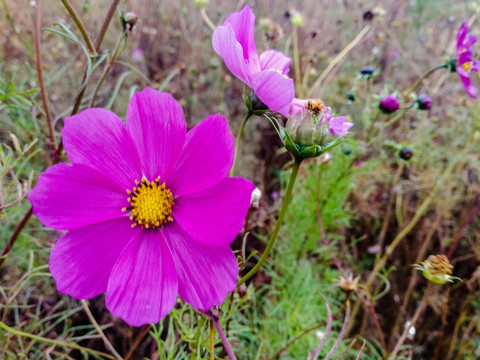 格桑花素材