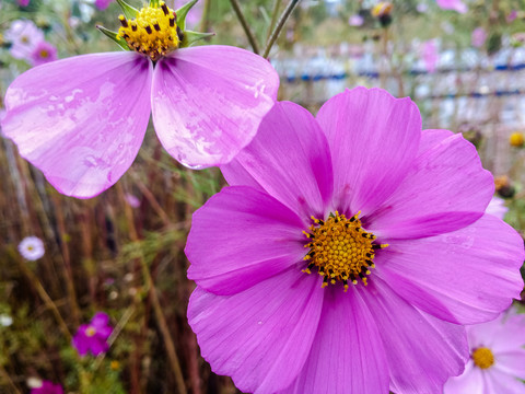 格桑花素材