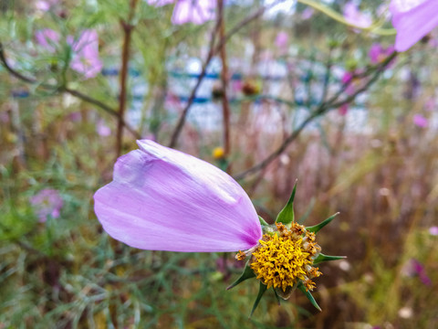 一叶格桑花瓣