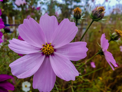 秋季格桑花素材