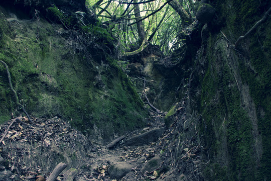 高黎贡山茶马古道遗址