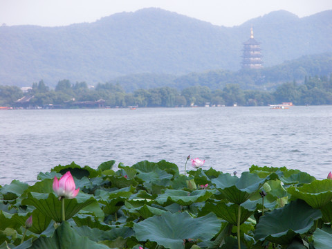 西湖荷花