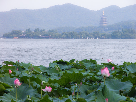 西湖荷花