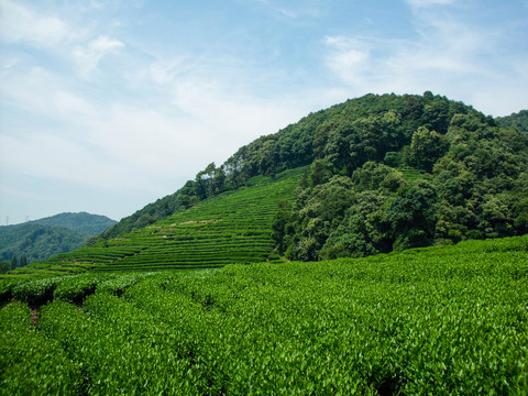 茶山