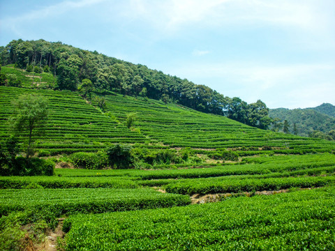 茶山