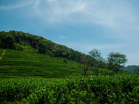 茶山