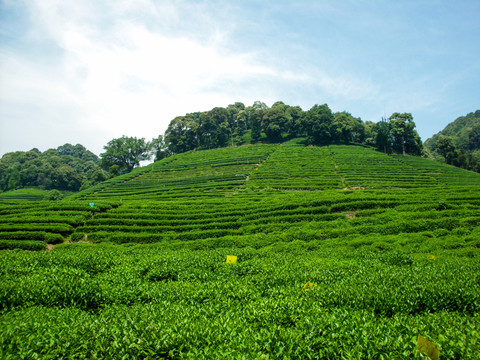 茶山