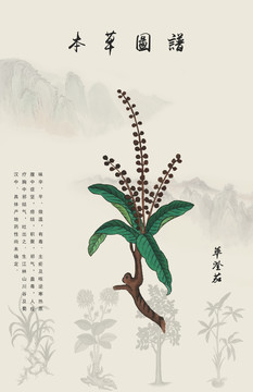 荜澄茄