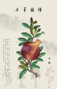 石榴