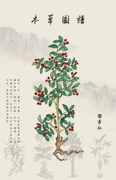 中藥郁李仁