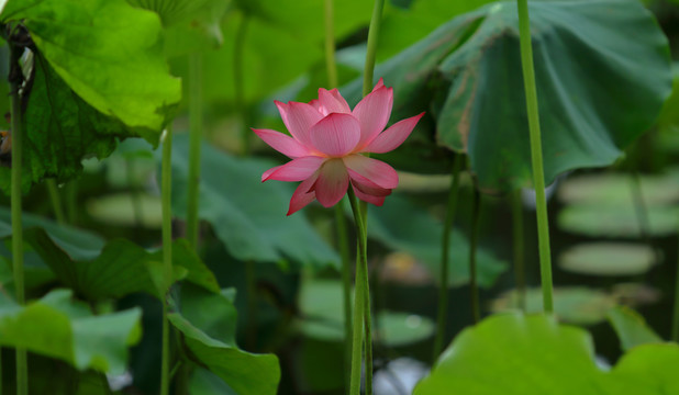 唯美荷花