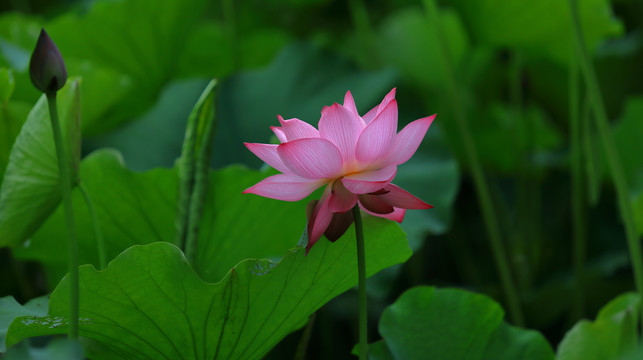 唯美荷花