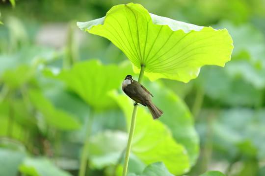 荷塘里的小鸟