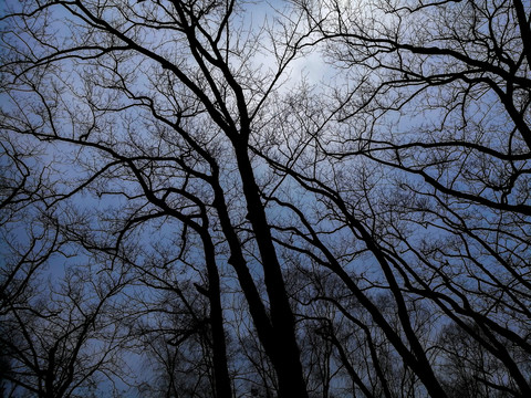 蓝天下的枯木树枝