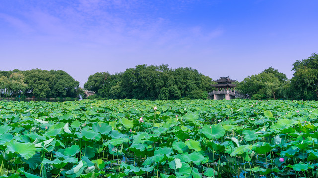 西湖十景之曲院风荷