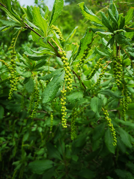 绿色植物