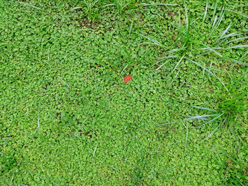 绿色植物背景