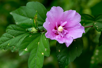 木槿花