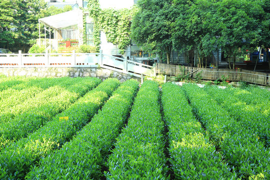 西湖龙井茶园