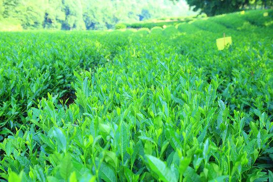 西湖龙井茶园