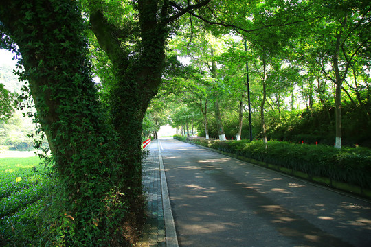 杭州梅灵南路