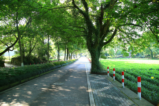 西湖龙井茶园