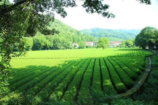 西湖龙井茶园