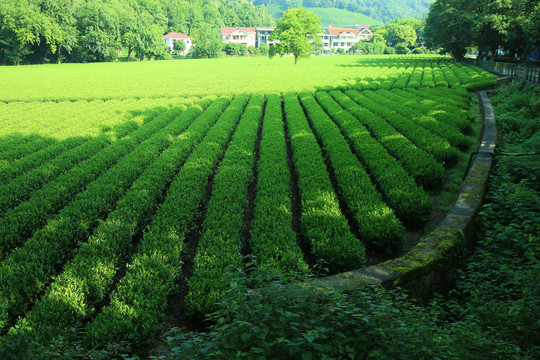 西湖龙井茶园