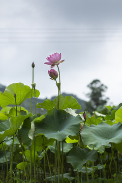 荷花