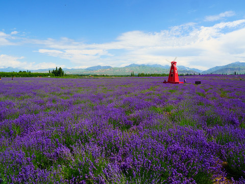 薰衣草花田