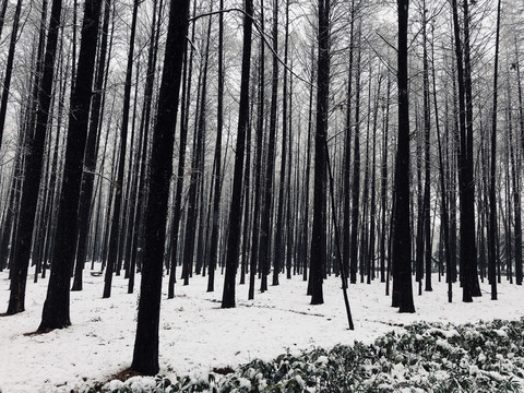 南京理工大学雪季