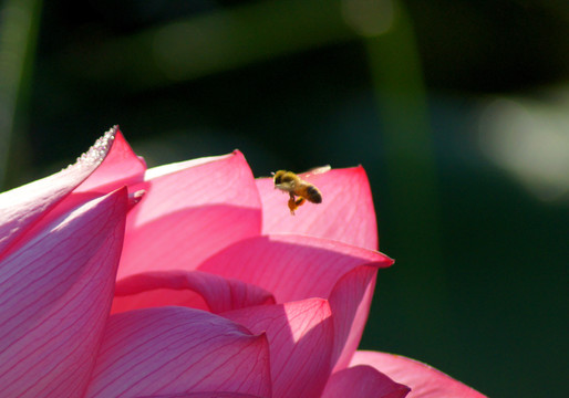 花香蜂勤