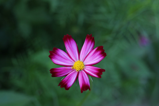 鬼针草花