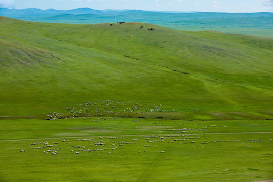 丘陵草原放牧羊群马群