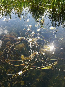 水性杨花