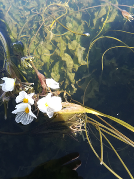 水性杨花