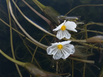 水性杨花