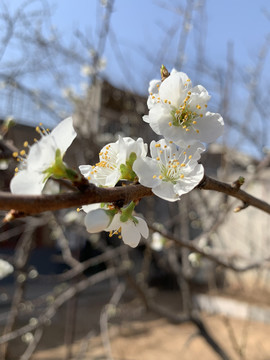 李子花