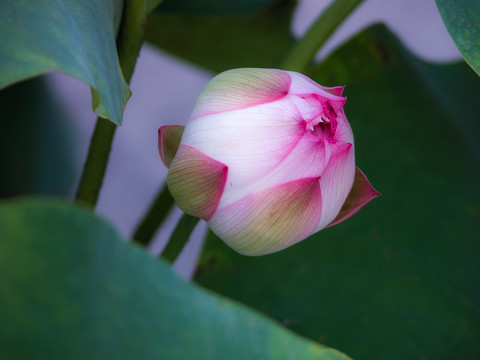 西湖荷花