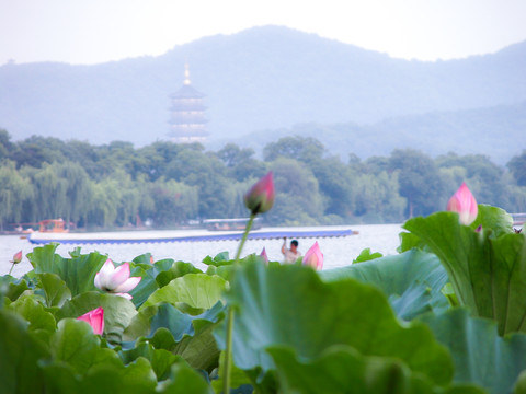 西湖荷花