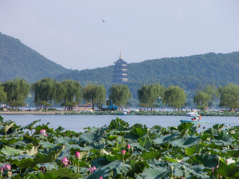 西湖荷花