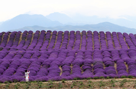 薰衣草花田