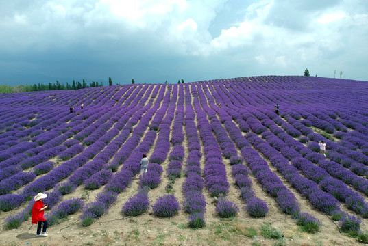 薰衣草花田