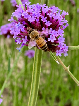 蜜蜂