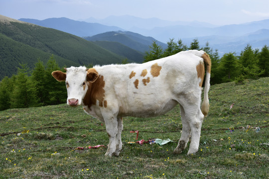 高山上的牛