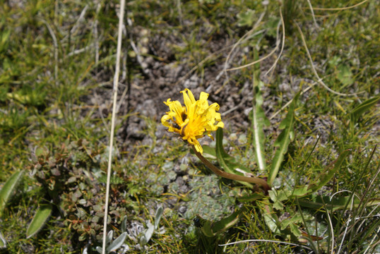 西藏菊花