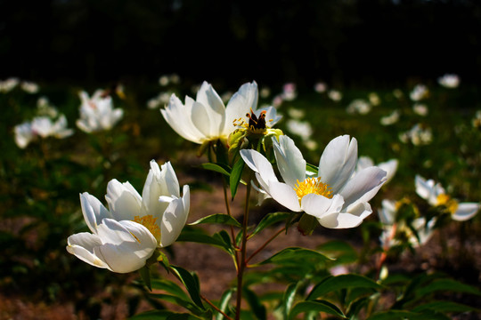 芍药