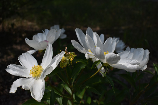 芍药