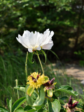 白芍药