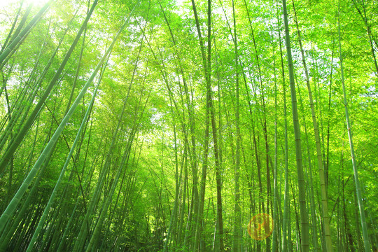 夏日竹林